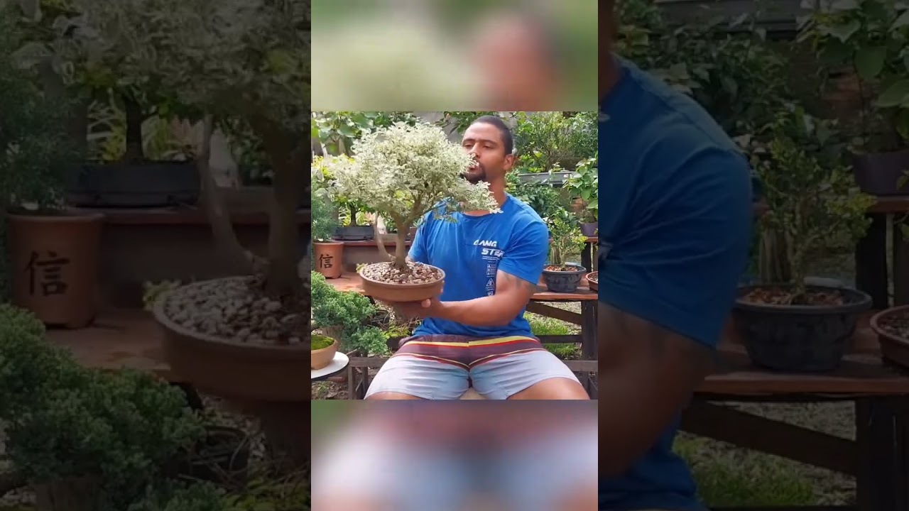 Dicas para hora da ansiedade no bonsai! #dicas #bonsai #video