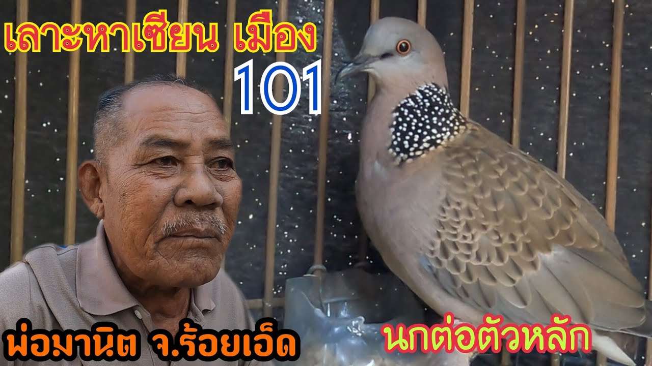 เลาะตามหาเซียนนกเขาใหญ่ จ.ร้อยเอ็ด เจอจนได้