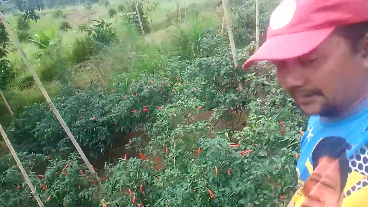 Harvest time sa ating sili labuyo