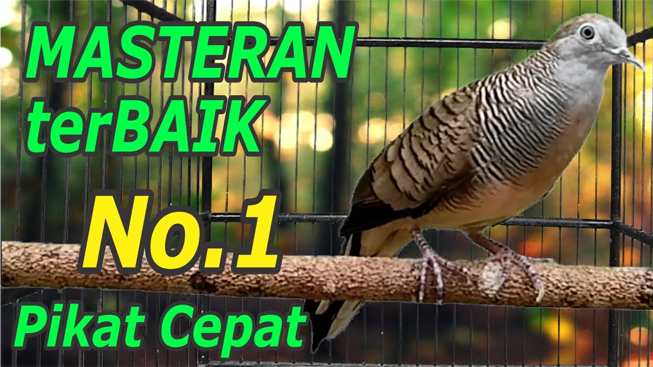 Perkutut lokal gacor Jenis suara ini bikin cepat nyaut