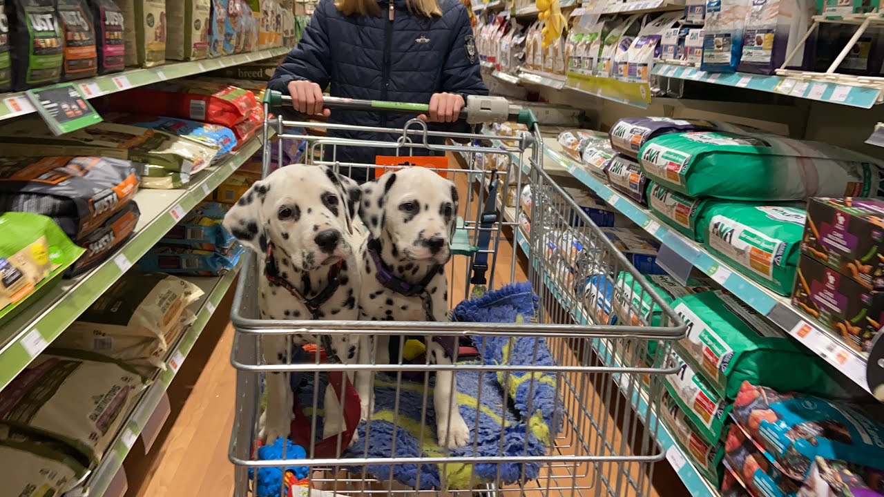 Едем за покупками щенков далматина | влогмас день 5