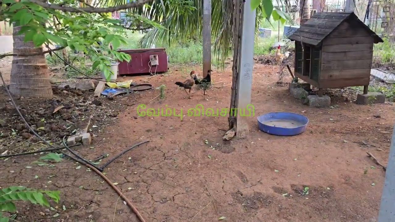 கோழி புறா vlog