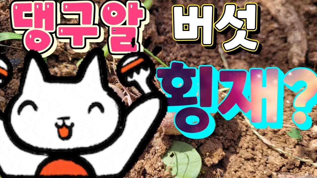 댕구알 버섯인가 / 뱀알인가 /처음보는 버섯/신기한 버섯 /