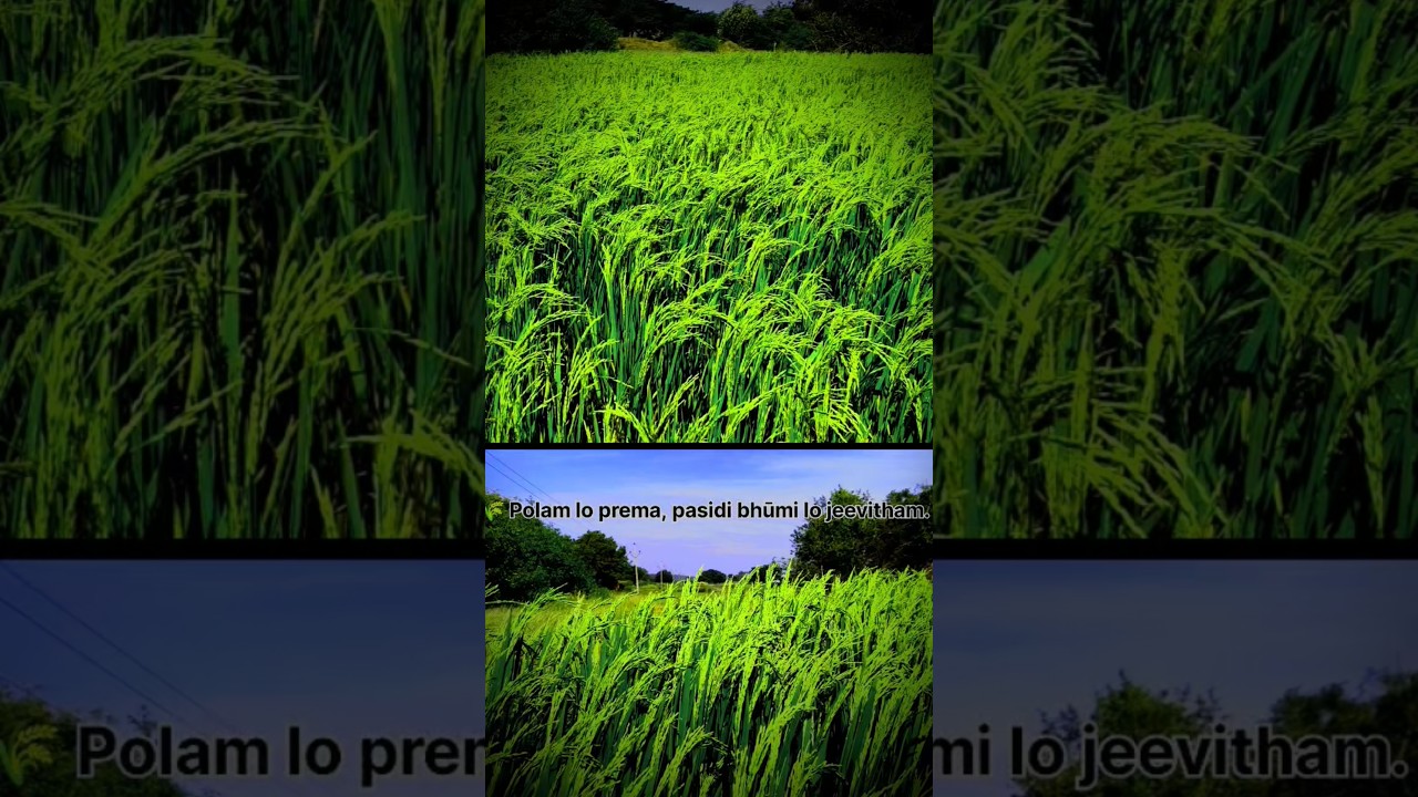 #agriculture