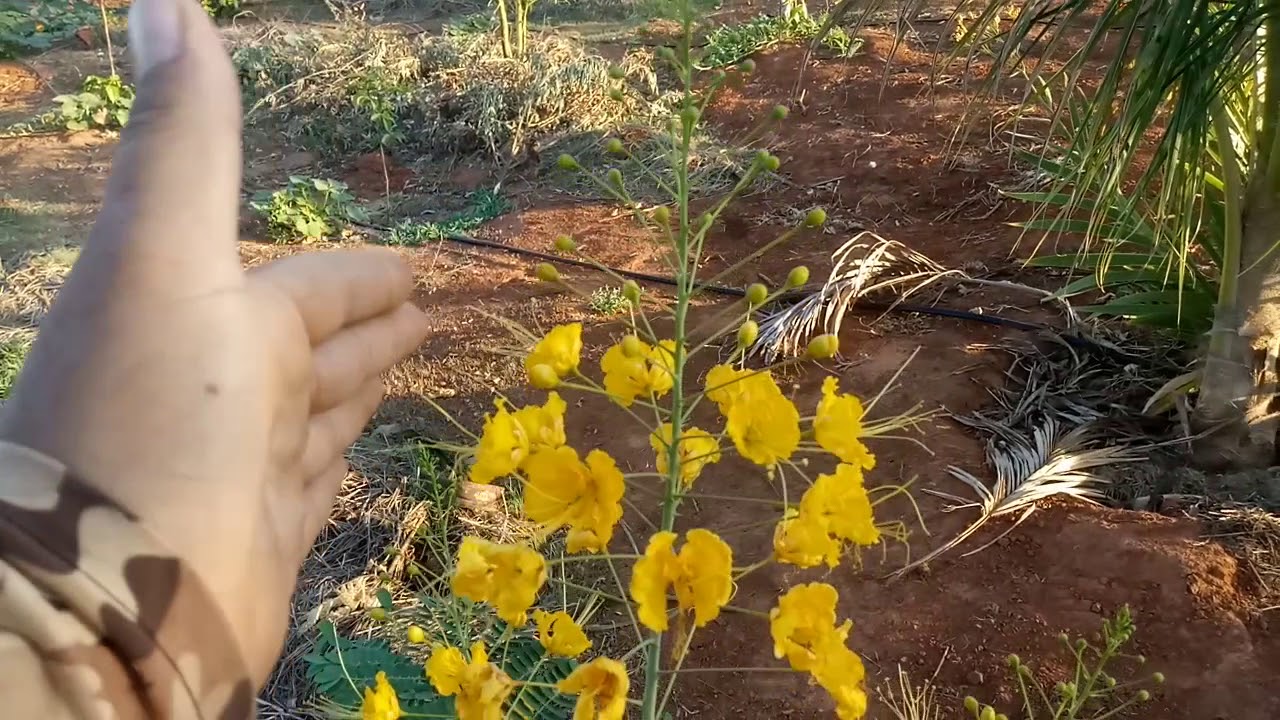 Flamboyants mirins florindo ( tres cores).