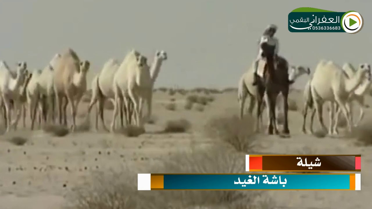 شيلة يابوعوض راح قلبي مع حسين الدلال كلمات عبدالمجيد فيحان المقاطي أداء فارس بن نايف عبدالمجيد فيحان
