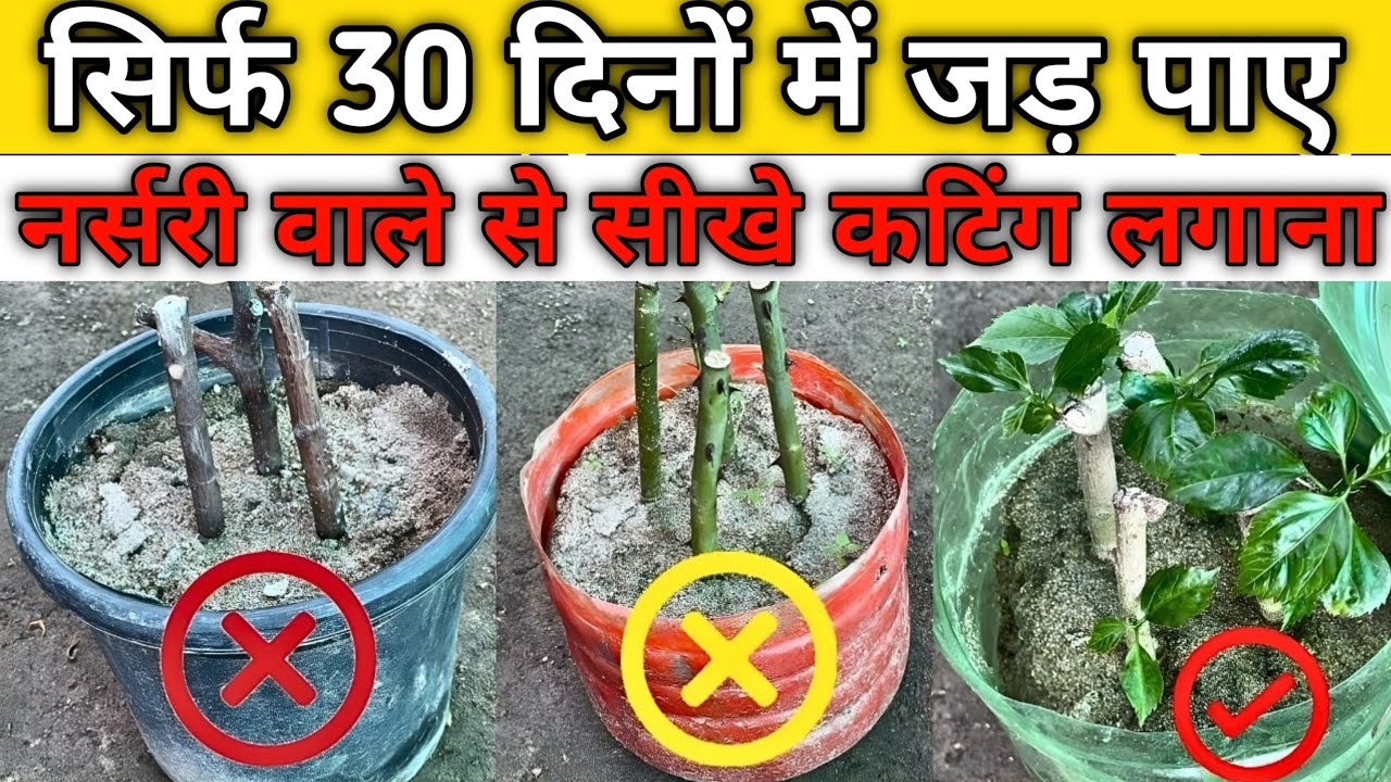 नर्सरी वाले ने बताया कटिंग लगाने का जबरदस्त तरीका | fast root growth hoga #gardening