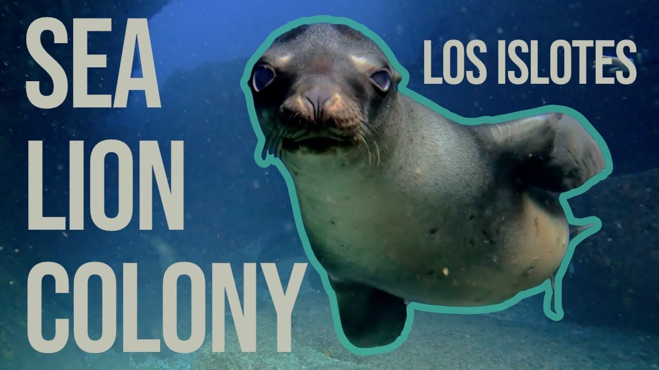 Diving Los Islotes, La Paz, B.C.S. | Nov 2022