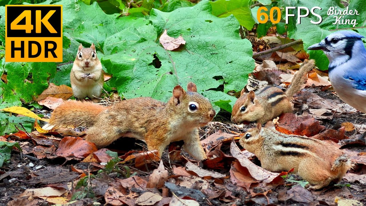 КОШКА ТВ 😺 Милые маленькие белки и птицы 🐿 8 часов 4K HDR 60FPS