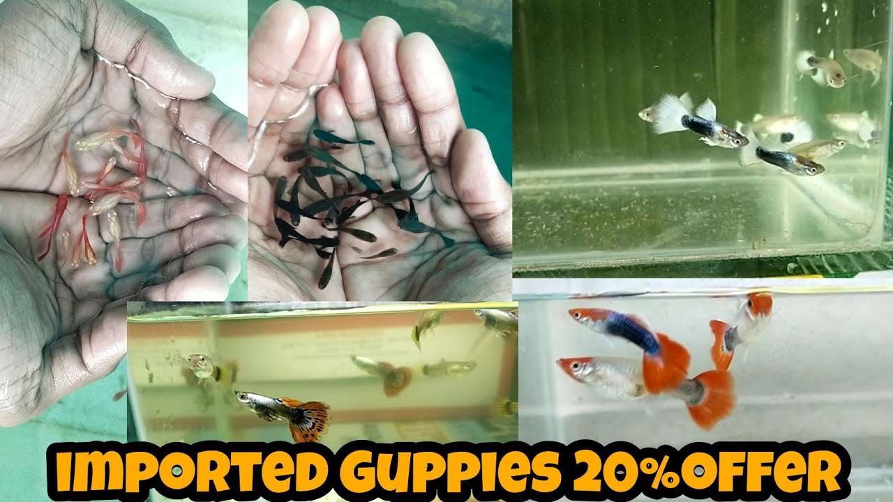 imported Guppies for sales/25% offer price/ video-14