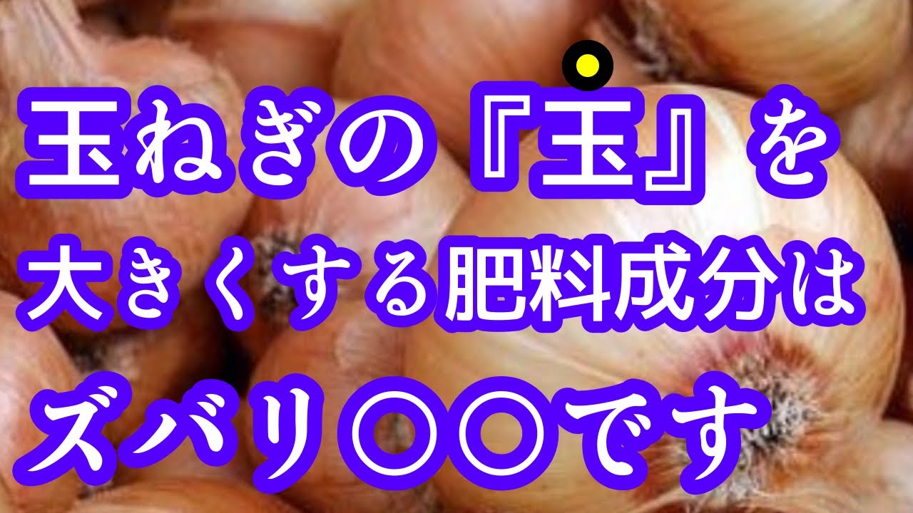 【玉ねぎ】コレが大きくする決め手！この肥料成分を使うと春に玉ねぎが巨大化します。