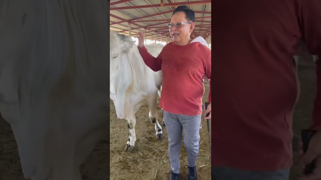 FARMLIFE: BRAHMAN BULLS & CATTLES  at LE FERME (The Farm) of MRL 7-Stars Ranch