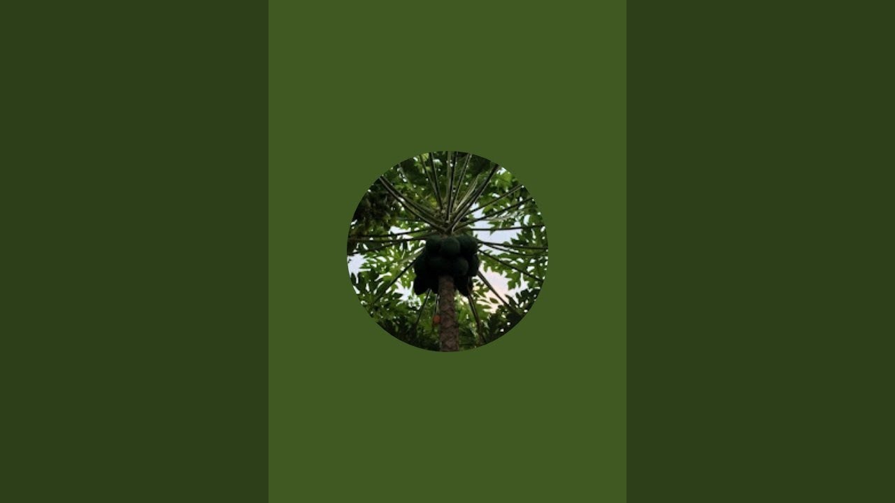 The Nature-প্রকৃতি is live! সুরা মুলক এর সুমধুর তেলাওয়াত। #video #viral #live