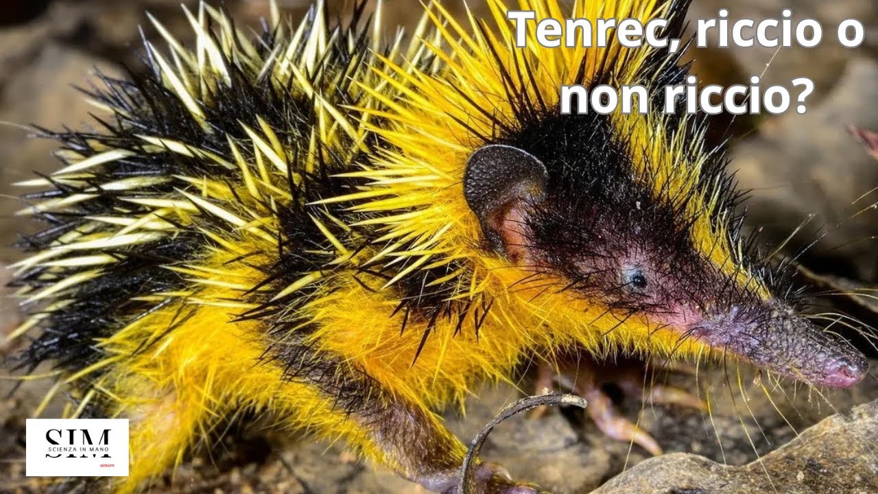 Tenrec striato
