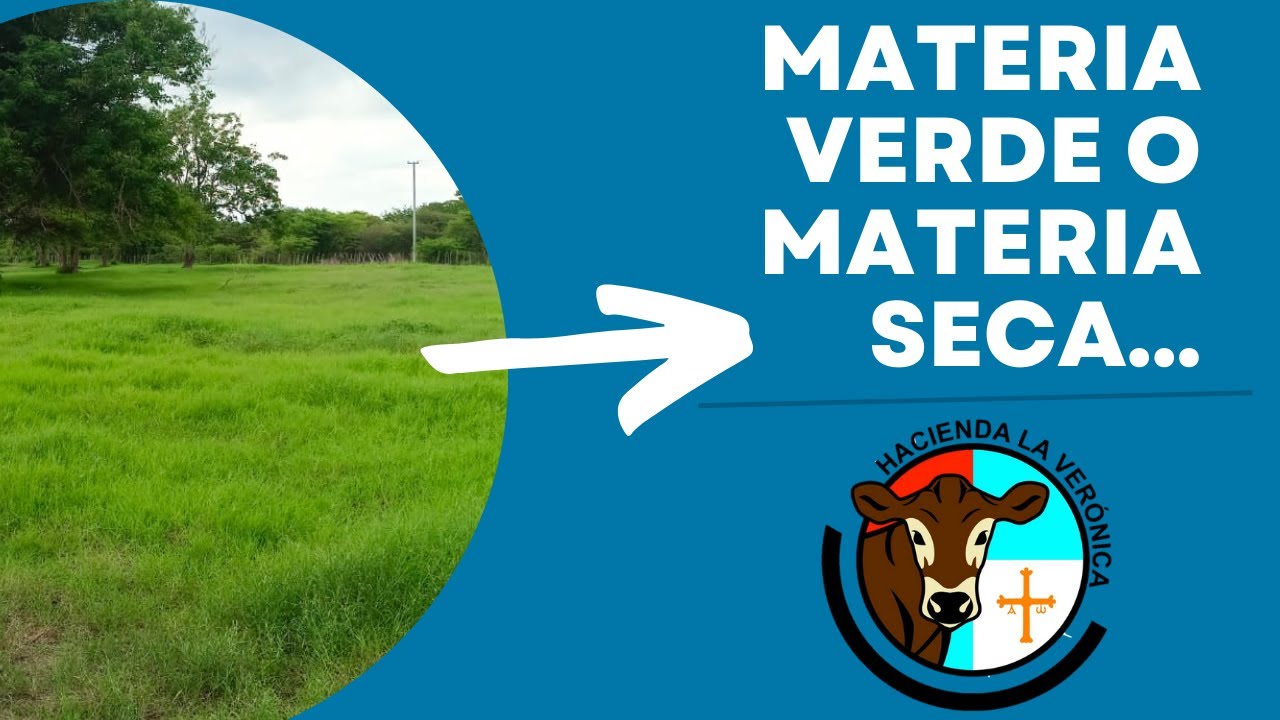 DIETA DE BOVINOS… MATERIA VERDE O MATERIA SECA