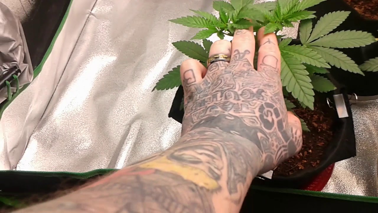 Crop King Seeds Bubba Kush and White Cookies Grow update
