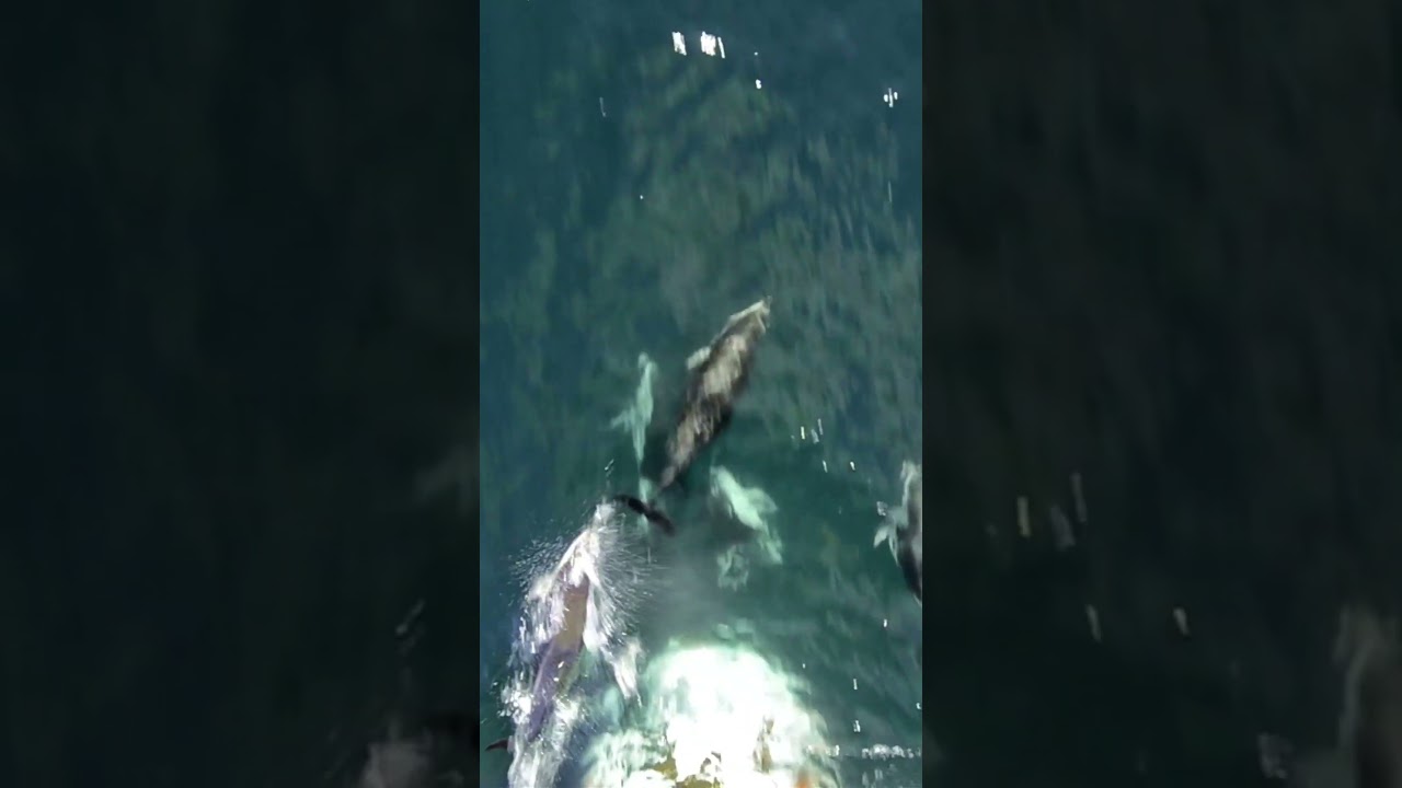 Atlantic Dolphins Bowriding Fun 🐬🚤 #relaxing #naturesounds #dolphins #atlantic