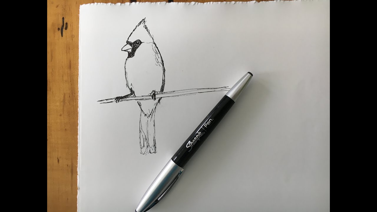 Cardinal. Draw a Cardinal. Simple Line Drawing of Cardinal