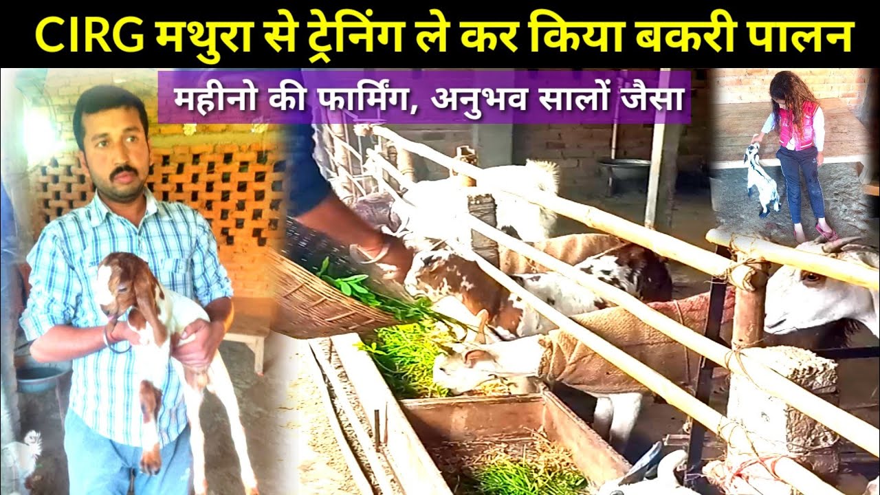 CIRG मथुरा से ट्रेनिंग ले कर किया Goat Farming | किसानों के साथ ले कर आगे बढ़ने का रखते हैं जज्बा