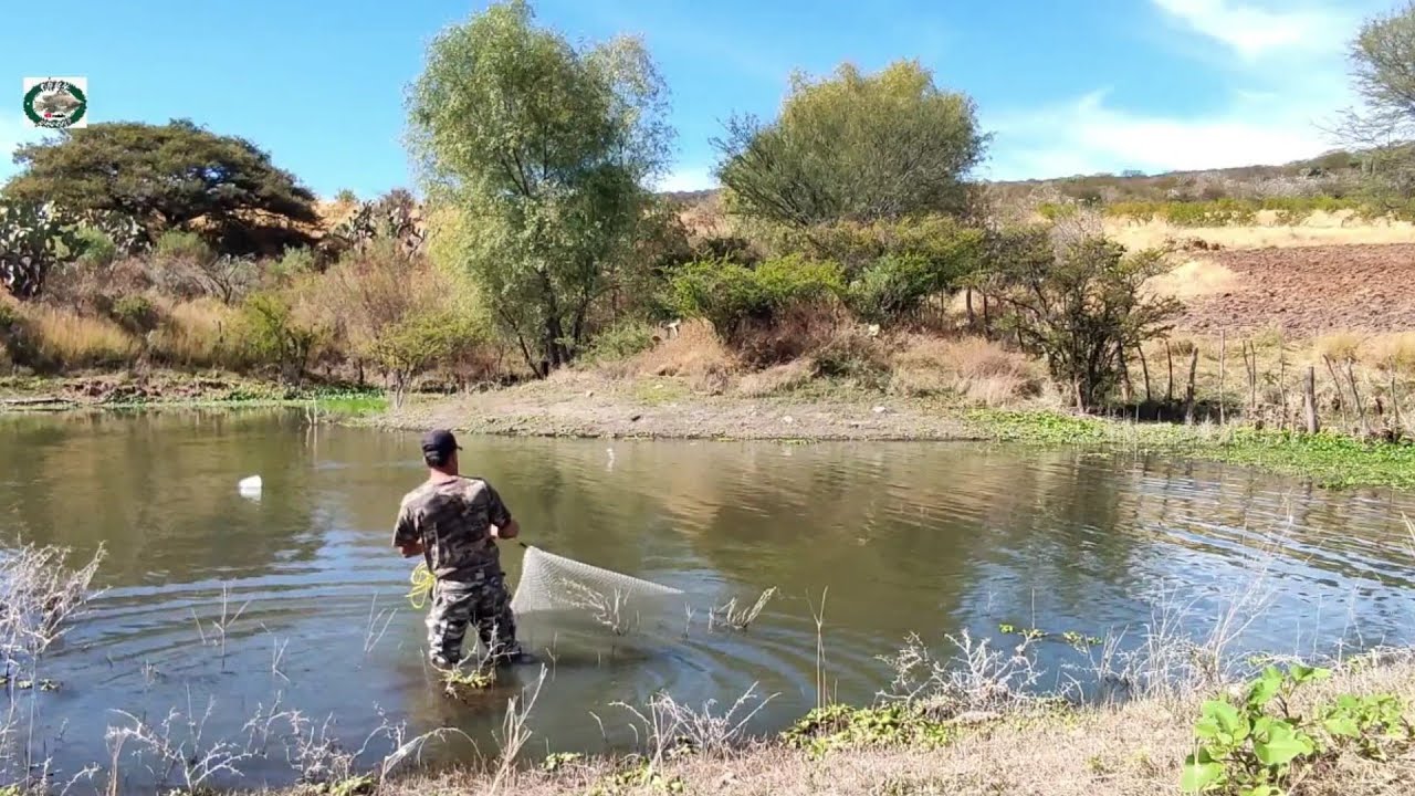 No lo vas a creer pura GIGANTESCA tilapias enormes en estos arroyos del gran lago