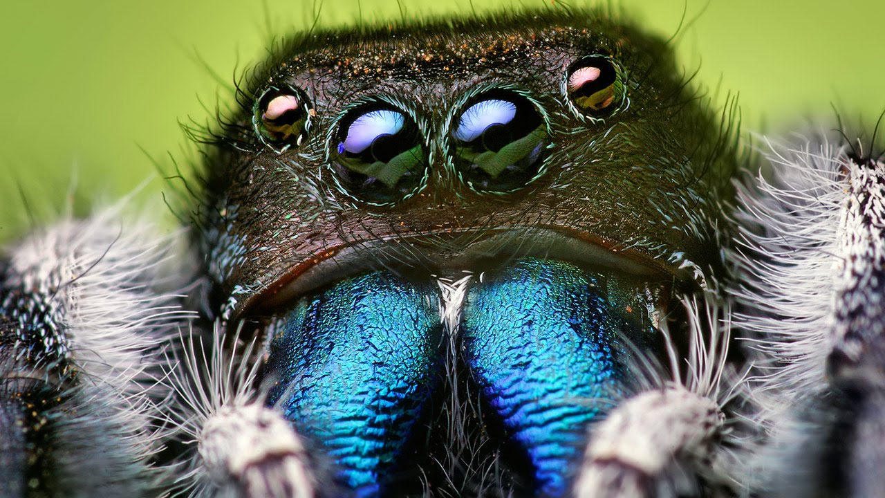 25 Endangered Animals Our Next Generation Might Not See