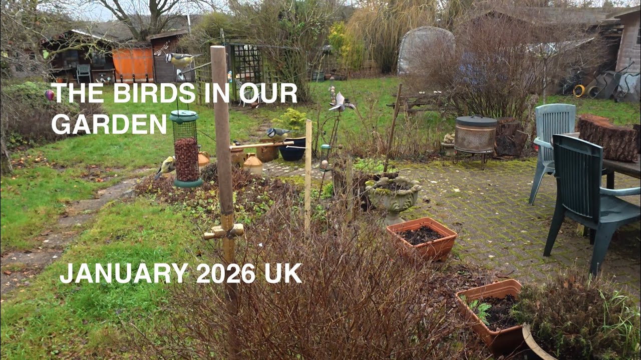 The Birds in our Garden UK January 2026
