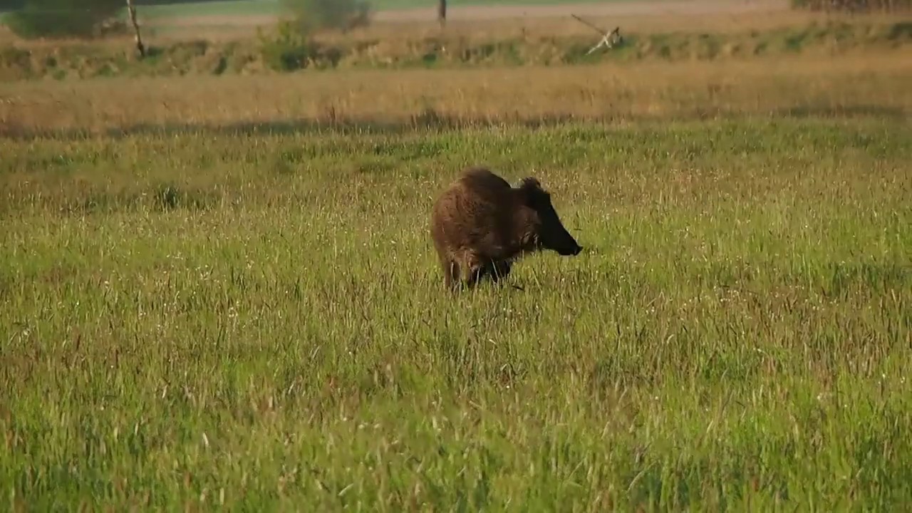 Podchodzenie dzika, dzik (Sus scrofa)