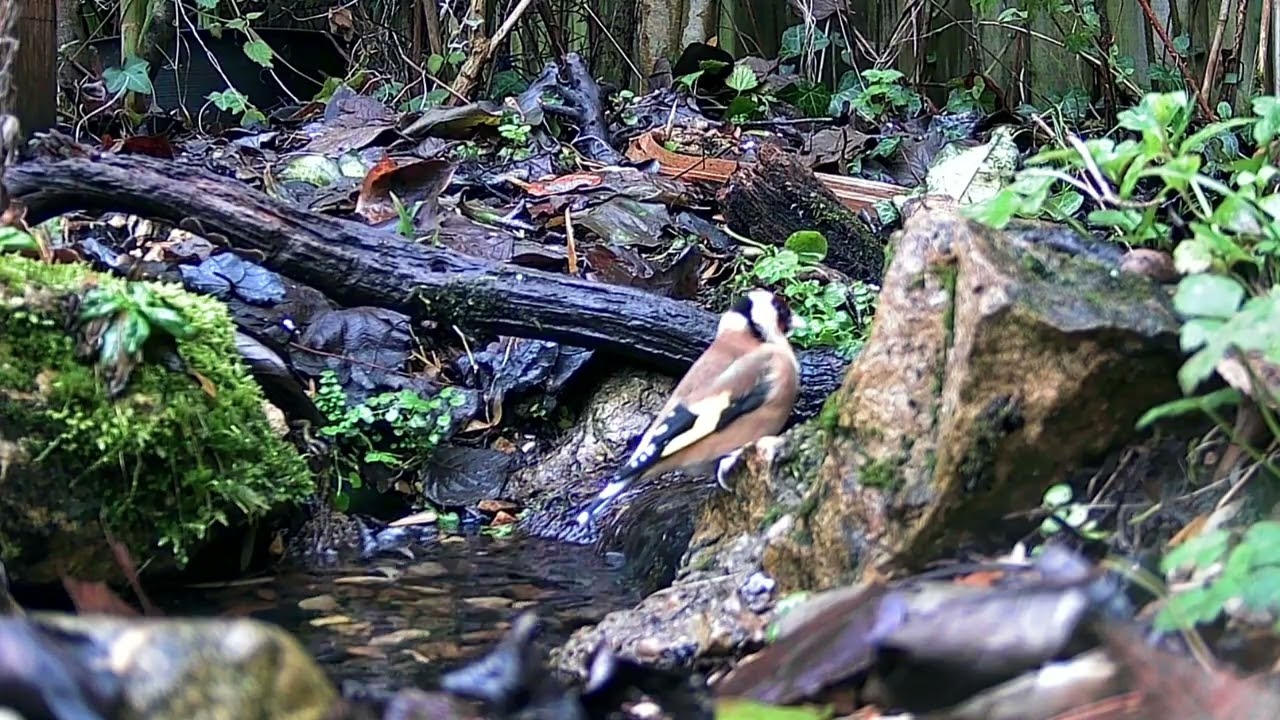 🐦🎦 Grab a cup of tea, sit back and relax, watch17 minutes of British Birds visit the garden stream