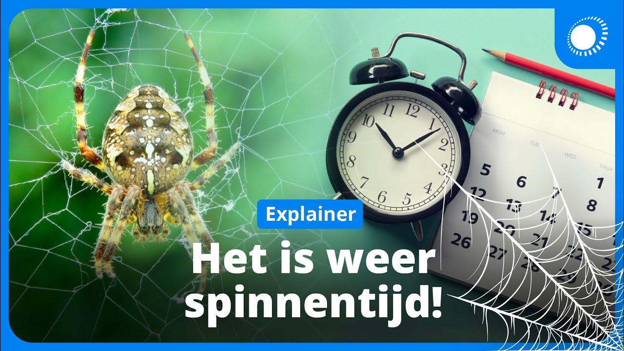 Dit is waarom september een spinnenmaand is