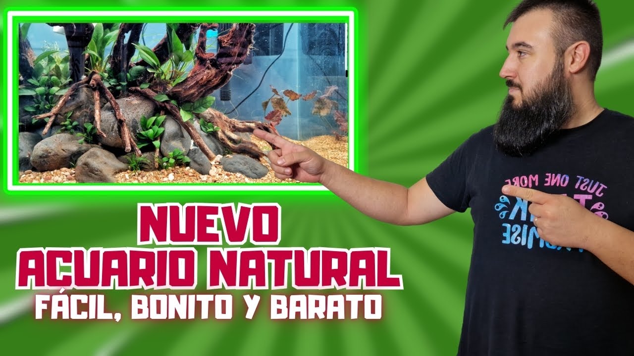 🟥 MONTA un ACUARIO NATURAL ESPECTACULAR con poco dinero 💡🐟