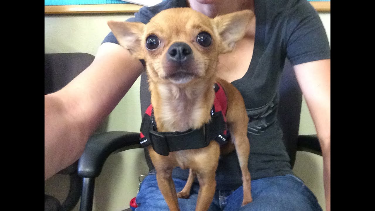 A469063 CUJO BEING SURRENDERED AT SBC SHELTER 7/12
