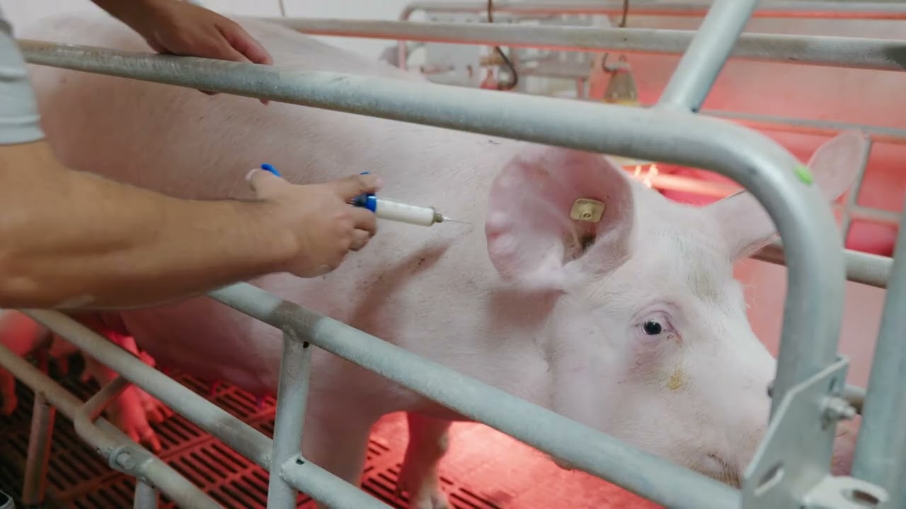 Production porcine - Administration d’injection en toute sécurité chez les porcs