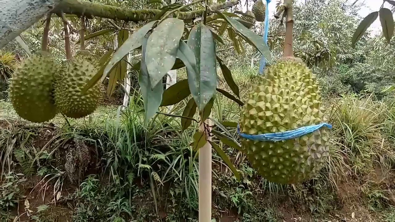 KEBUN DURIAN MUSANGKING SIAP PANEN