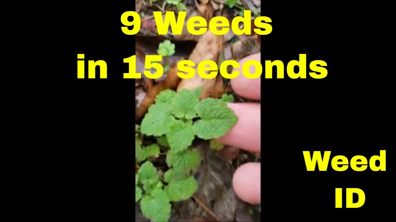 Weed Identification of 9 Common Weeds in 15 seconds  #shorts