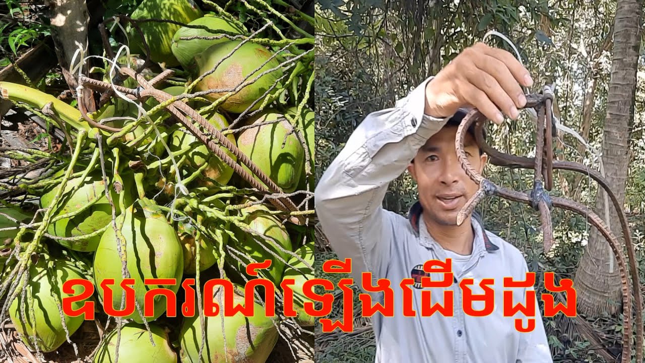 ឧបករណ៍ឡើងដើមដូងថ្មីតូចហើយស្រាល ងាយស្រួលយកតាមខ្លួន New, lightweight, easy-to-carry coconut climber  