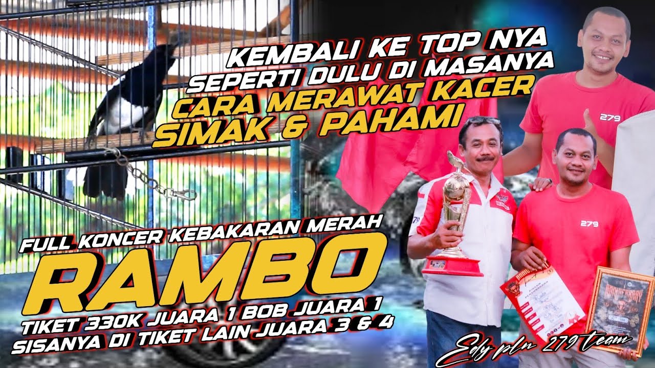CARA MERAWAT KACER RAMBO🔸KACER LEGEND STABIL PULUHAN TAHUN🔸KEMBALI KE TOP NYA LAGI JUARA 1,3,4+BOB,1