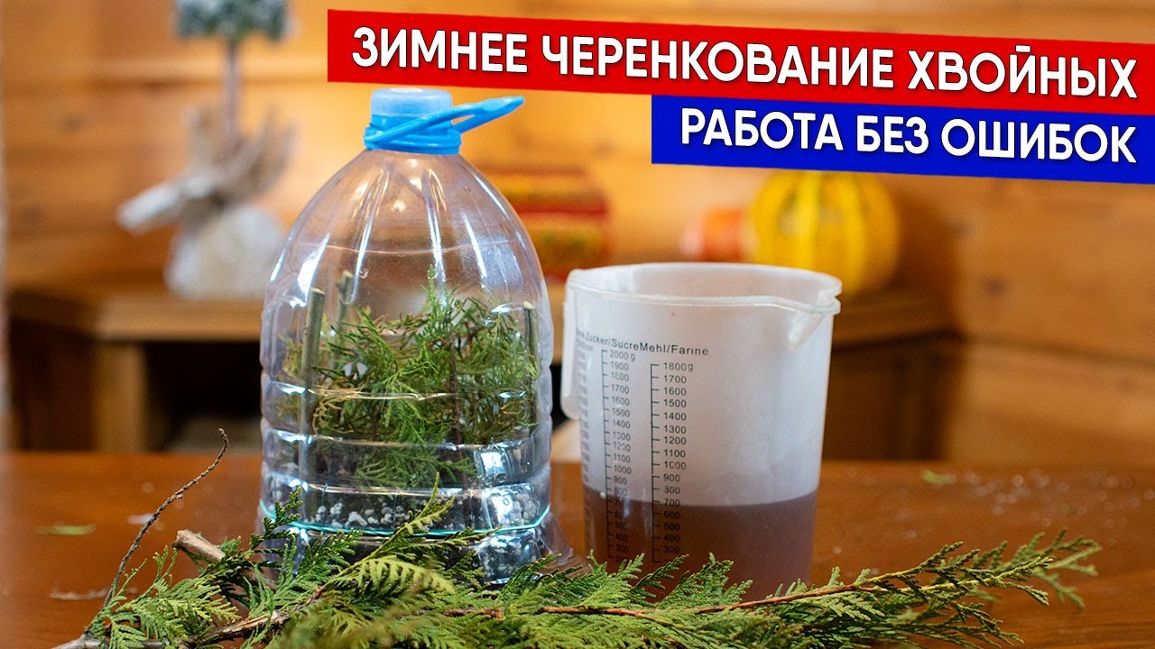 Зимнее черенкование хвойных - работа без ошибок