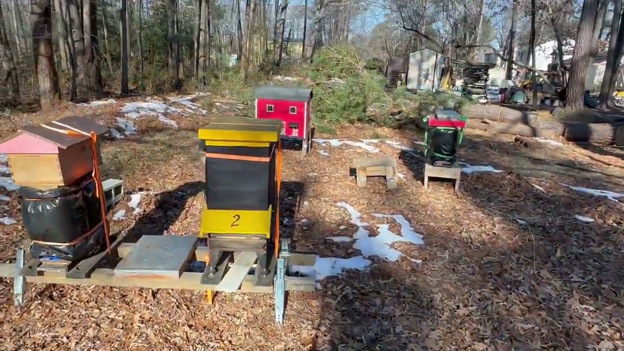 Winter Hive Gate Entrance Cleaning