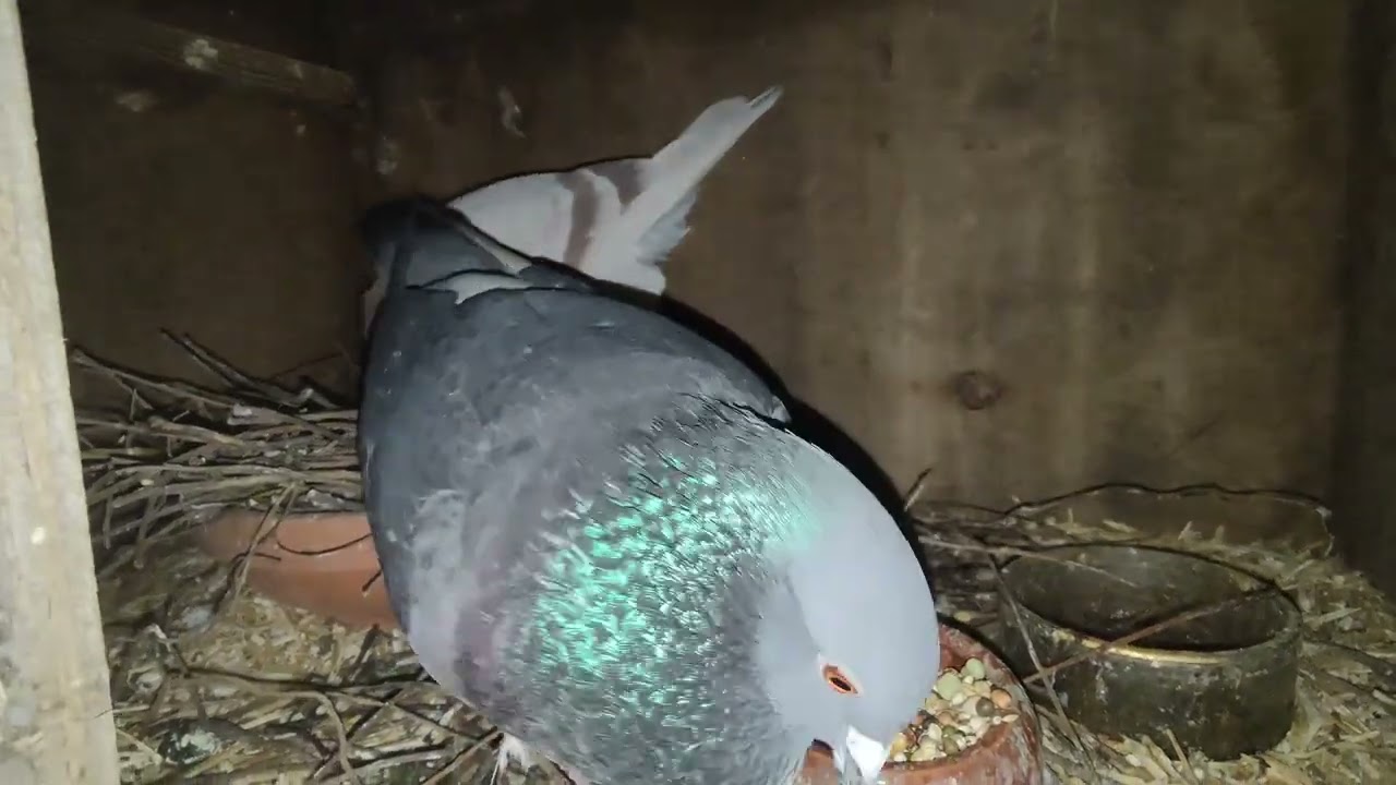 Waar is het kuikentje en een nieuwe bruine duif.