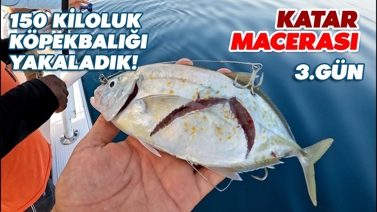 150 Kiloluk Köpek Balığı Bizi Mahvetti !!