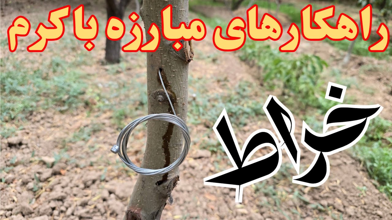 دلایل طغیان کرم خراط و روشهای مبارزه با آن _ دلایل وجود کرم خراط _ روش مبارزه با کرم خراط_ #کرم_خراط