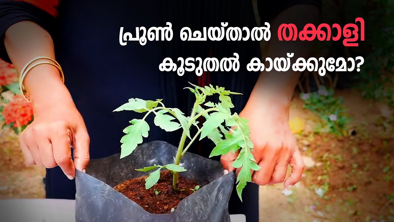 തക്കാളിച്ചെടി പ്രൂണ്‍ ചെയ്യുന്നത് എന്തിന്?  | Tomato Pruning | Organic Farming Tips