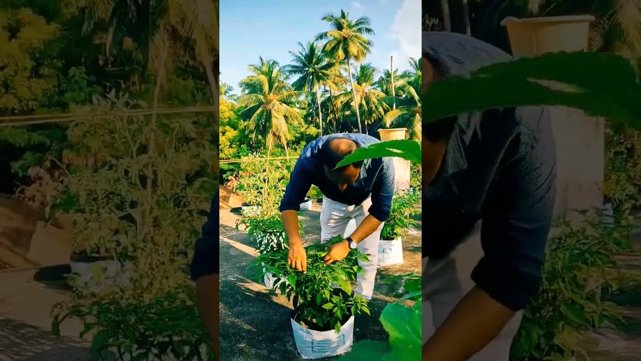 JBS CENTRE| LAKSHADWEEP| ANDROTH ISLAND| TERRACE GARDEN| INDIA| NUTRI GARDEN| VEGETABLES