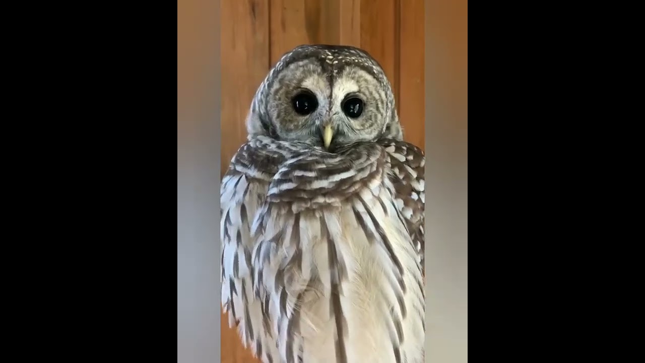 owl funny video,#owl,#owls,#buffy,#bubosumatranus,#celepuk,#funnyowls,funnyowl,@OWL LOVERS