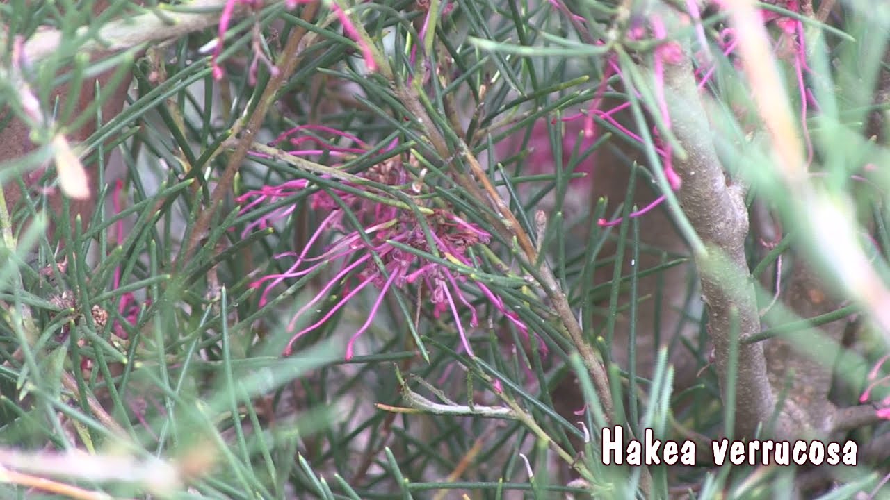 Paul Kennnedy Hakea part 2