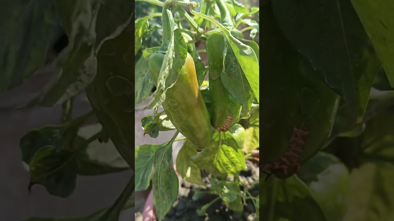 দেখো বন্ধুরা আমার নতুন ছাদ বাগান তোমাদের কেমন লাগলো কমেন্ট করে জানাও