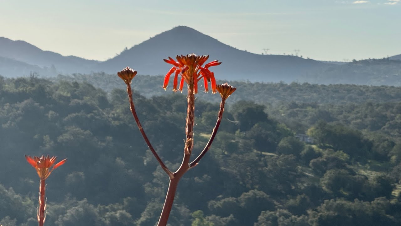 Mar 17, 2024: Changes on my YouTube channel / Nature walk into Fonte Benémola National Park 🌺