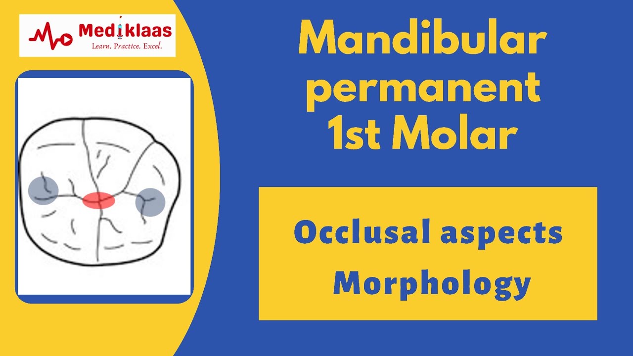 Первый нижний моляр - окклюзионная сторона | Анатомия зубов | Медицина
