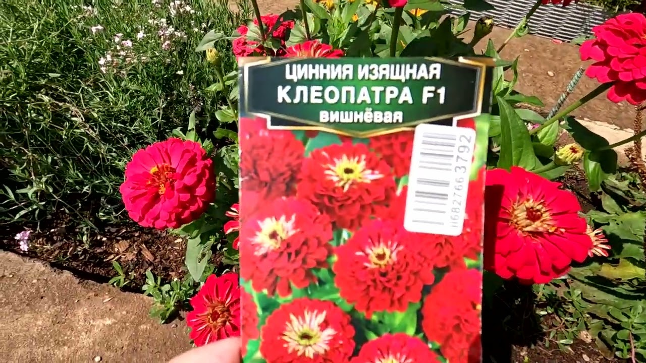Что посеяла и что выросло.Часть 2
