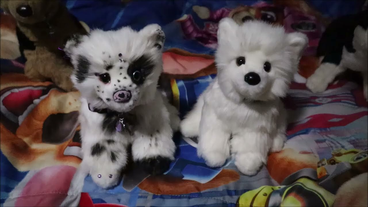 ✝️🪽Douglas White Pomeranian Plush Package❄️🚑